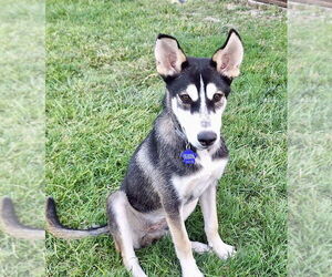 Siberian Husky Dogs for adoption in Cedar Crest, NM, USA