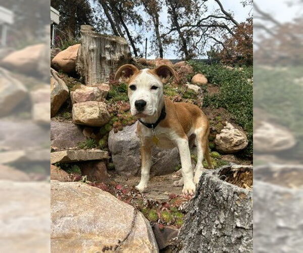 Medium Photo #2 Mutt Puppy For Sale in Sandy, UT, USA