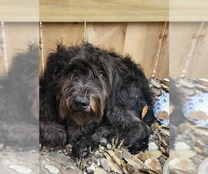 Shih Tzu Dogs for adoption in San Antonio, TX, USA