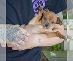 Small #3 Italian Greyhuahua