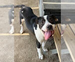 American Pit Bull Terrier Dogs for adoption in Riverside, CA, USA