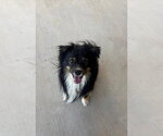 Small Australian Shepherd Mix