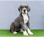 Small Photo #112 Great Dane Puppy For Sale in WAKARUSA, IN, USA