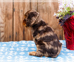 Small Photo #8 Cocker Spaniel Puppy For Sale in WAKARUSA, IN, USA