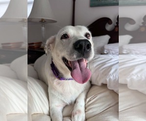 Lab-Pointer Dogs for adoption in Arlington, VA, USA