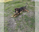 Small #2 Shepradors