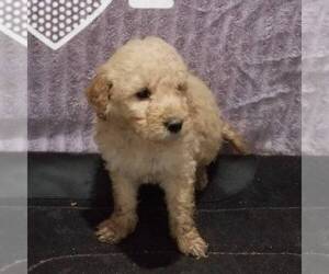 Goldendoodle-Poodle (Miniature) Mix Puppy for sale in ARTHUR, IL, USA