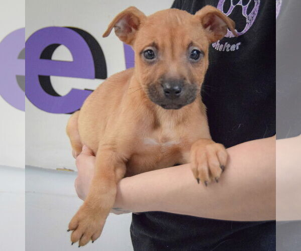 Medium Photo #3 American Staffordshire Terrier-Boxer Mix Puppy For Sale in Huntley, IL, USA