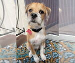 Small Mutt