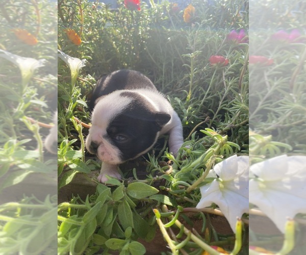 Medium Photo #9 Boston Terrier Puppy For Sale in FREDONIA, KS, USA