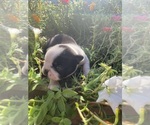 Small #8 Boston Terrier