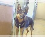 Small German Shepherd Dog