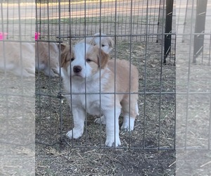 Border Collie Puppy for Sale in WINCHESTER, California USA