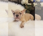 Small Photo #31 French Bulldog Puppy For Sale in BALDWIN PARK, CA, USA
