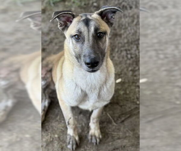 Medium Photo #3 German Shepherd Dog-Unknown Mix Puppy For Sale in Riverside, CA, USA