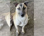 Small #2 German Shepherd Dog Mix