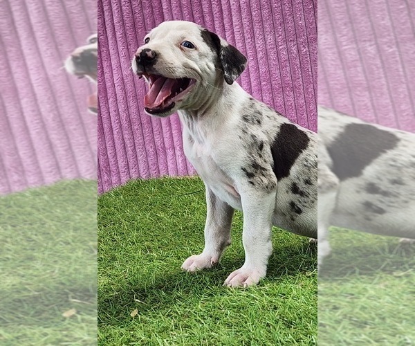 Medium Photo #7 Catahoula Leopard Dog Puppy For Sale in CUMBY, TX, USA