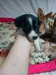 Small Photo #13 Border Collie-Pembroke Welsh Corgi Mix Puppy For Sale in ORCHARD, CO, USA