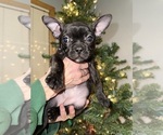 Small Photo #11 Boston Terrier Puppy For Sale in ROUND LAKE, IL, USA