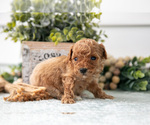 Small #1 Poodle (Miniature)