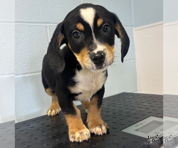 Medium Photo #2 Jack Russell Terrier-Unknown Mix Puppy For Sale in Washington, DC, USA