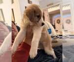 Small #2 Australian Shepherd-Great Pyrenees Mix