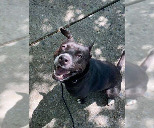 Medium Photo #2 American Pit Bull Terrier-Unknown Mix Puppy For Sale in New York, NY, USA