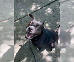 Small #1 American Pit Bull Terrier Mix