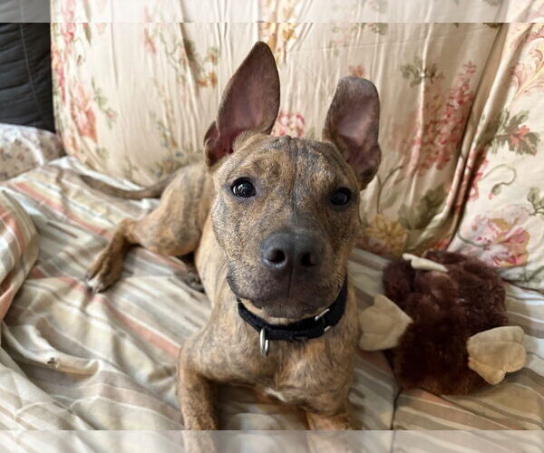 Medium Photo #18 Mutt Puppy For Sale in Philadelphia, PA, USA