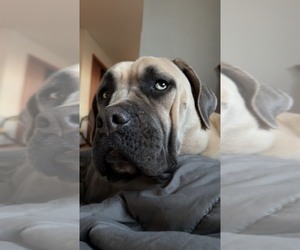 Mother of the Cane Corso puppies born on 02/11/2026