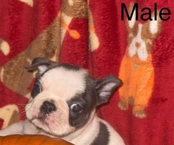 Medium Photo #4 Faux Frenchbo Bulldog Puppy For Sale in MOUNT ORAB, OH, USA