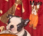 Small #3 Faux Frenchbo Bulldog