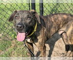 Small Plott Hound Mix