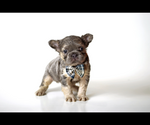 Small #2 French Bulldog