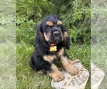 Small #4 Cocker Spaniel