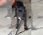 Small Photo #1 Cane Corso Puppy For Sale in ANDERSON, IN, USA