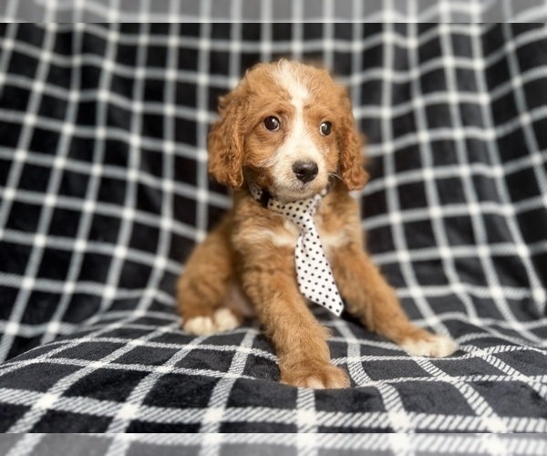 Medium Photo #2 Cockapoo (Miniature) Puppy For Sale in LAKELAND, FL, USA