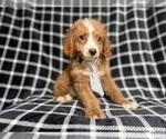Small #1 Cockapoo (Miniature)