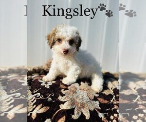 Poodle (Toy) Puppy for sale in ALGOOD, TN, USA