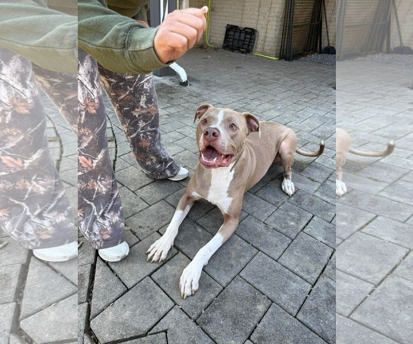 Medium Photo #10 Mutt Puppy For Sale in Derwood, MD, USA