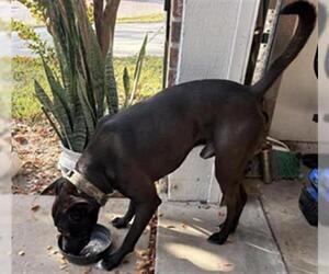 Mutt Dogs for adoption in Temple, TX, USA