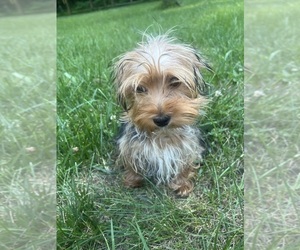 Yorkshire Terrier Puppy for sale in DURHAM, CT, USA