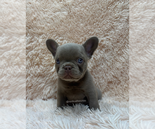 Medium Photo #2 French Bulldog Puppy For Sale in SACRAMENTO, CA, USA