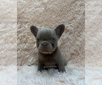 Small #1 French Bulldog