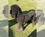 Small Photo #1 Poodle (Standard) Puppy For Sale in NAPLES, FL, USA