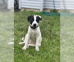 Small #10 Lab-Pointer