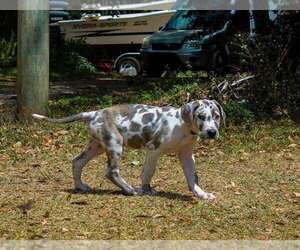 Great Dane Dog for Adoption in RICHMOND, Illinois USA