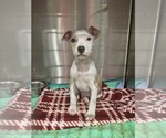 Small #10 Mutt