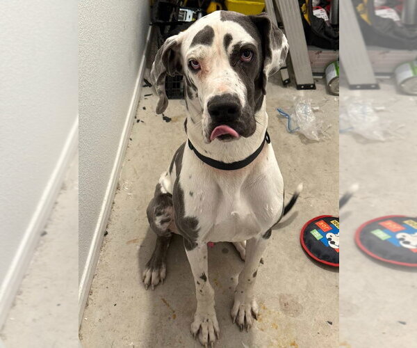 Medium Photo #2 Great Dane Puppy For Sale in Bullard, TX, USA