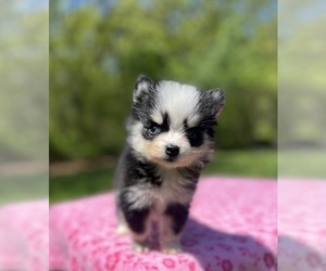 Medium Pomsky